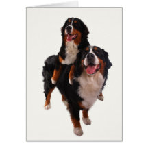 Two bernese card