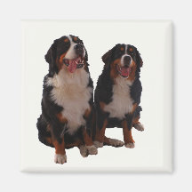 Two bernese fridge magnets