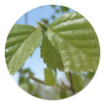 Two Birch Leav Round Sticker