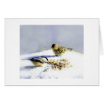 two birds greeting card
