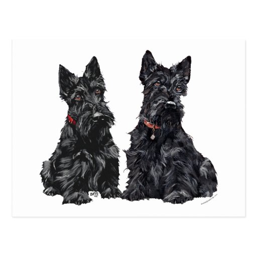 Two Black Scottish Terriers Postcard