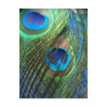 Two Blue Peacock Feathers
