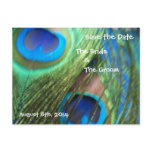 Two Blue Peacock Feathers Save the Date Postcard