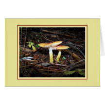 Two Bright Yellow and Orange Fungi Card