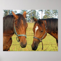 Two Brown Horses In A Field, Thoughtful Horses Poster