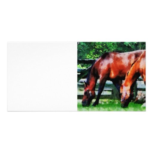 Two Brown Horses Photo Card