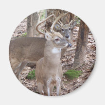 Two Bucks Refrigerator Magnets