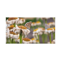 Two butterflies canvas print