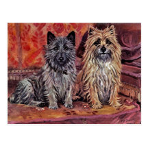 Two Cairn Terriers Postcard