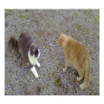 Two Cats Photo