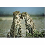 Two cheetahs sitting face to face photo sculptures