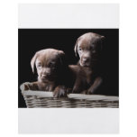 Two Chocolate Labrador Puppies flyers