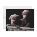 Two Chocolate Labrador Puppies invitations