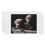 Two Chocolate Labrador Puppies photo cards
