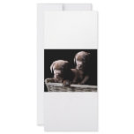 Two Chocolate Labrador Puppies rack cards