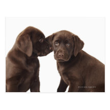 Two chocolate Labrador Retriever Puppies Post Card