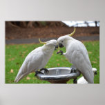 Two Cockatoos Sweet Moments posters