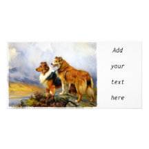 Two Collies above a Lake by Wright Barker Picture Card