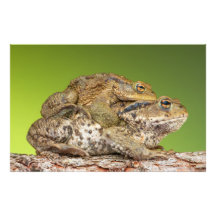 Two Common Toads Bufo Bufo Together Art Photo
