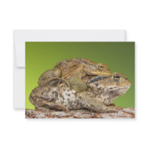 Two Common Toads Bufo Bufo Together