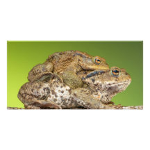 Two Common Toads Bufo Bufo Together Photo Cards