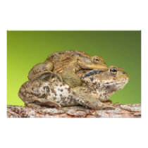 Two Common Toads Bufo Bufo Together