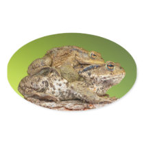 Two Common Toads Bufo Bufo Together