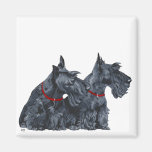 Two Curious Scottish Terriers Magnets