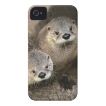 Two Cute River Otters (Lontra canadensis) iPhone 4 Case-Mate Case