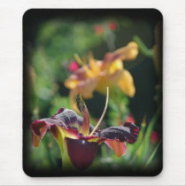 Two Daylilies