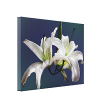 Two Delicate White Lilies Stretched Canvas Print