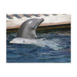 TWO DOLPHINS postcards