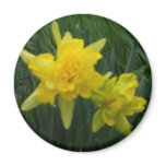 Two Double Daffodils