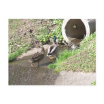 Two Ducks Moving To a New Home Postcard