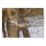 Two Ducks On A River. Cards