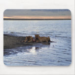 Two female lions with their prey mousepads
