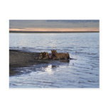 Two female lions with their prey postcard
