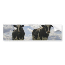 Two Friesian cows Bumper Stickers