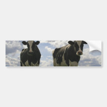 Two Friesian cows Bumper Stickers