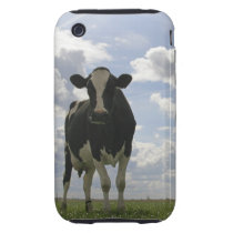 Two Friesian cows Tough Iphone 3 Covers