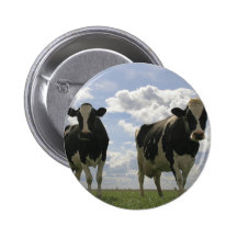 Two Friesian cows Pinback Button
