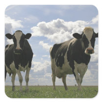Two Friesian cows Square Stickers