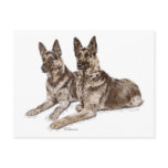 Two German Shepherd Dogs Art postcards