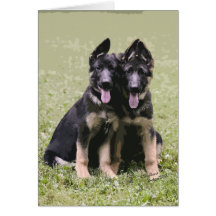 Two German Shepherd Pups Card