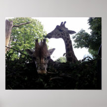 Two giraffes print