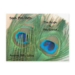 Two Golden Peacock Feathers Save the Date Postcard