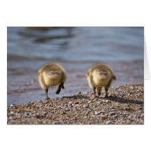 Two goslings walking down to the water cards
