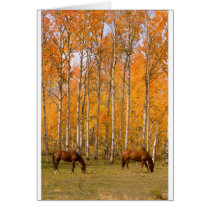Two Grazing Horses In the Autumn