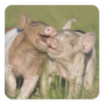 Two Happy Piglets