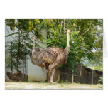 two headed ostrich zoo 154A cards